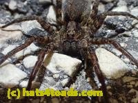 /home//u458753944/public_html/sourcegallery///////////////Insects and small critters/spiders and kin (Arachnida)/P4280734.JPG